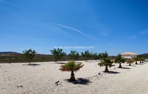 Revente - Villa - Pinoso - Inland