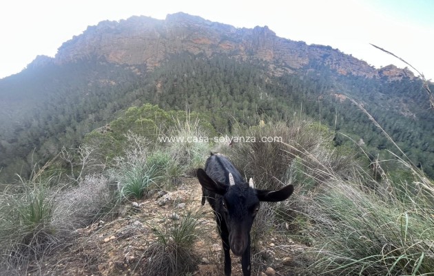 Revente - Country Property/Finca - Murcia - Inland