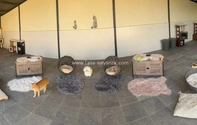 Revente - Country Property/Finca - Elche - Costa Blanca