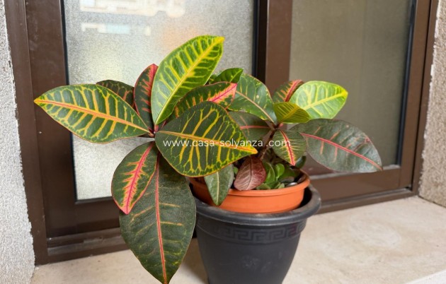 Revente - Appartement - Orihuela Costa - Las Ramblas