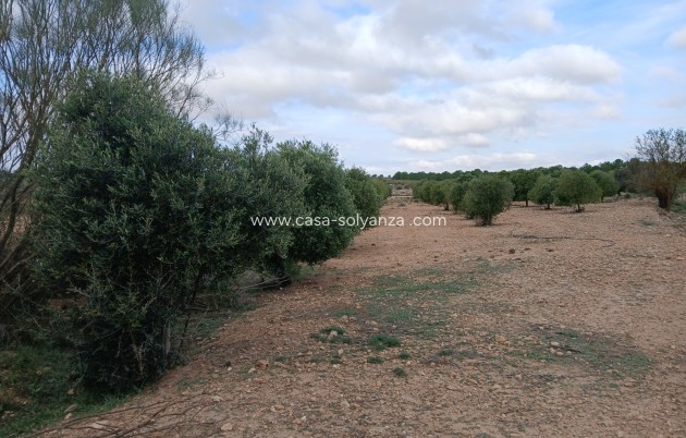 Reventa - Land - Yecla