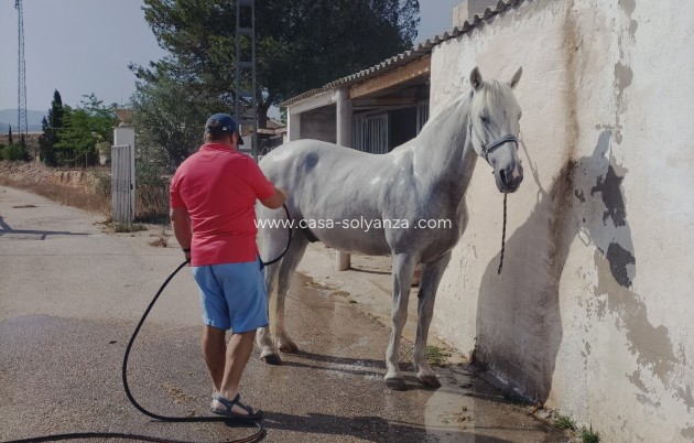 Wiederverkauf - Equestrian property - Monóvar