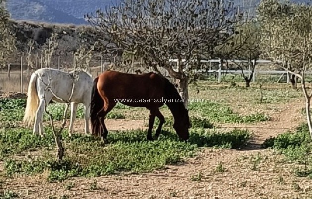 Wiederverkauf - Equestrian property - Monóvar