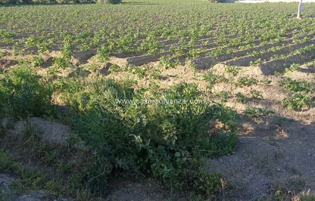 Resale - Country Property/Finca - Arneva - LOS DESAMPARADOS