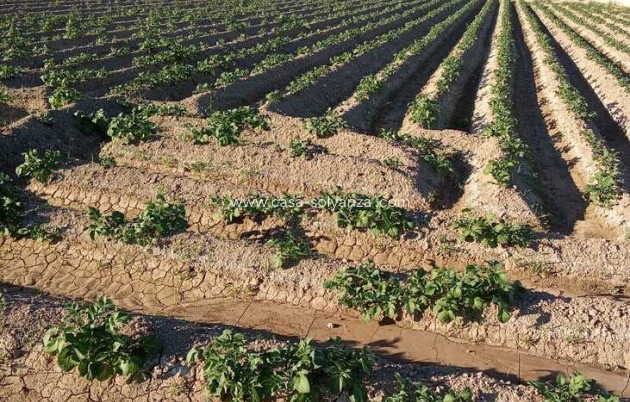 Resale - Country Property/Finca - Arneva - LOS DESAMPARADOS