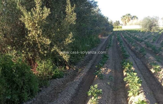 Resale - Country Property/Finca - Arneva - LOS DESAMPARADOS