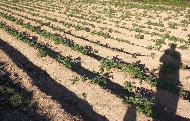 Resale - Country Property/Finca - Arneva - LOS DESAMPARADOS