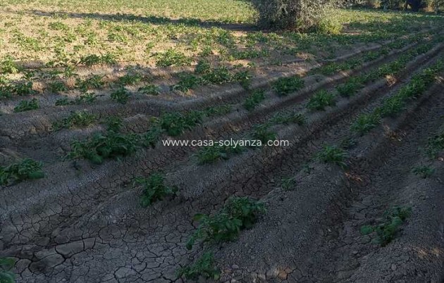 Resale - Country Property/Finca - Arneva - LOS DESAMPARADOS