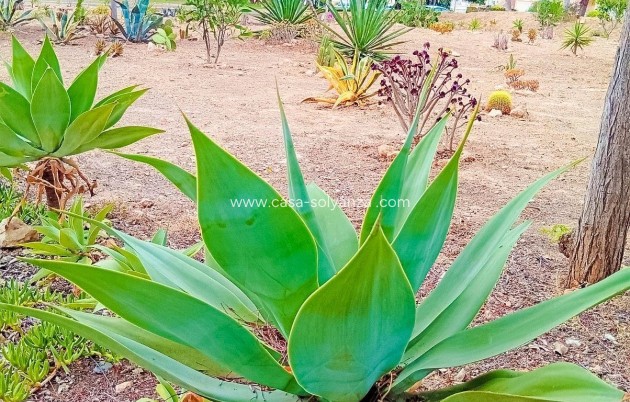 Resale - Apartment / flat - Orihuela Costa - La Florida