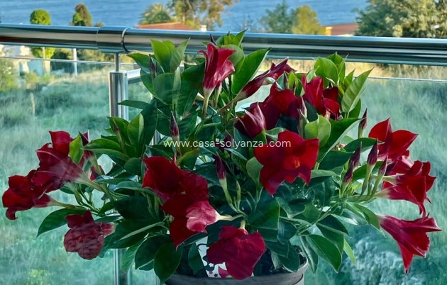 Revente - Appartement - Calpe