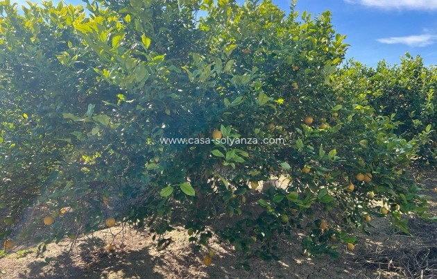 Herverkoop - Country Property/Finca - Los Montesinos - Comunidad Valenciana