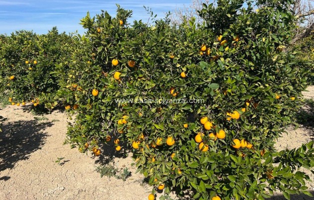 Herverkoop - Country Property/Finca - Los Montesinos - Comunidad Valenciana