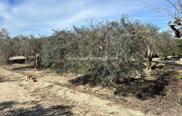 Herverkoop - Country Property/Finca - Los Montesinos - Comunidad Valenciana