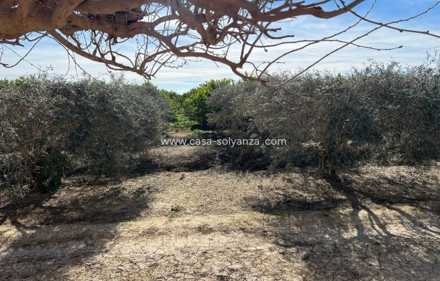 Herverkoop - Country Property/Finca - Los Montesinos - Comunidad Valenciana