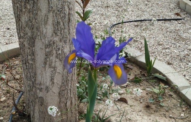 Resale - Country Property/Finca - Crevillente - Inland