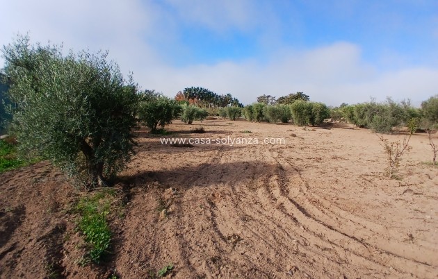 Resale - Country Property/Finca - Jumilla - Inland