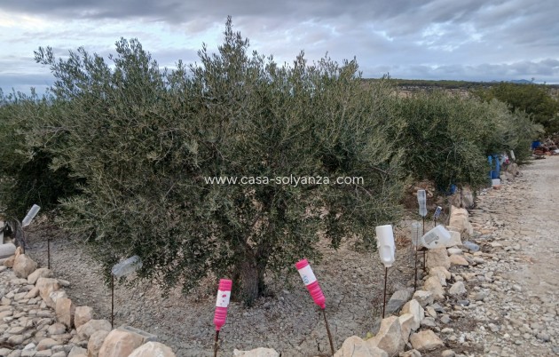 Revente - Villa - Albudeite - Inland