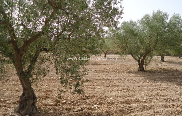 Herverkoop - Land - Canada del Trigo - Inland