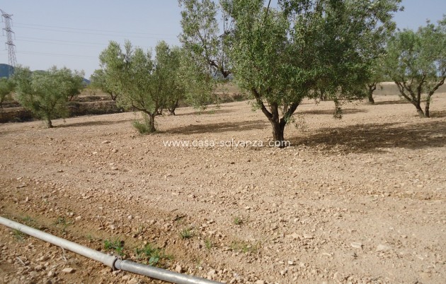 Herverkoop - Land - Canada del Trigo - Inland