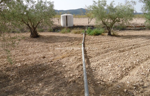 Herverkoop - Land - Canada del Trigo - Inland