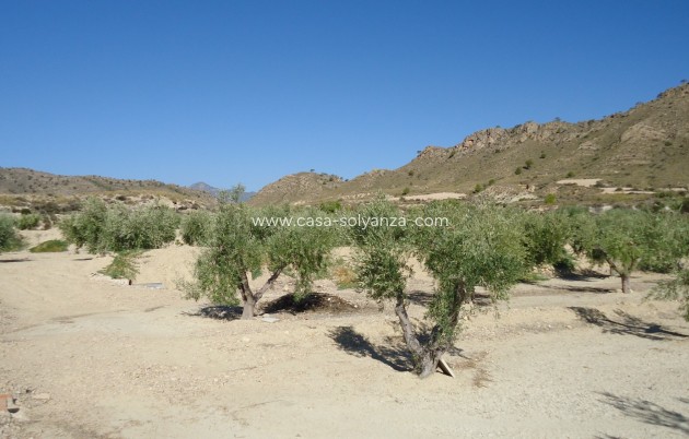 Reventa - Land - Abanilla - Inland