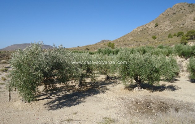 Reventa - Land - Abanilla - Inland