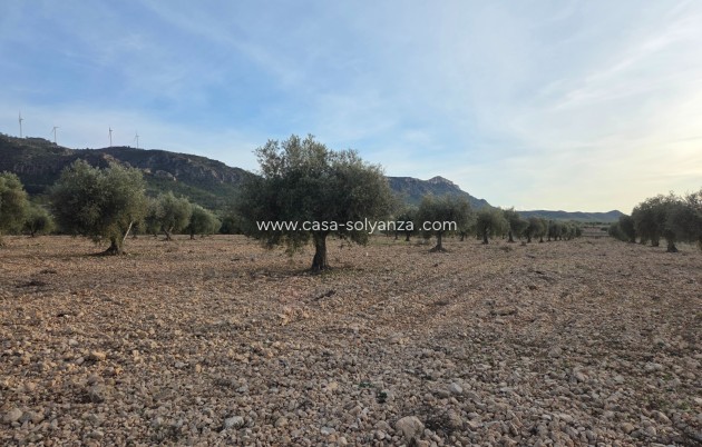 Herverkoop - Land - Jumilla