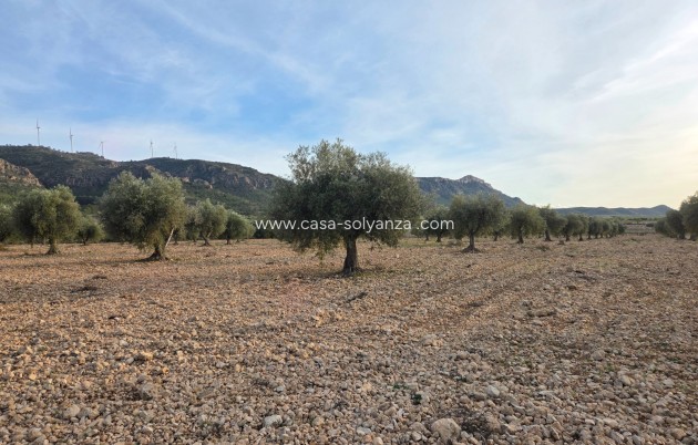 Herverkoop - Land - Jumilla