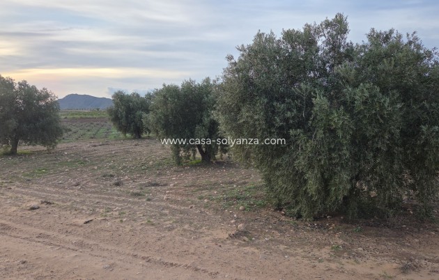 Herverkoop - Land - Jumilla