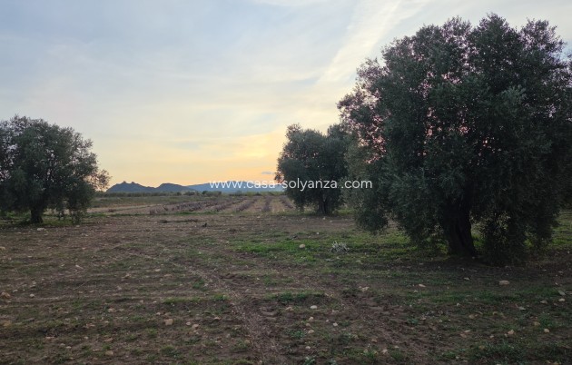 Herverkoop - Land - Jumilla