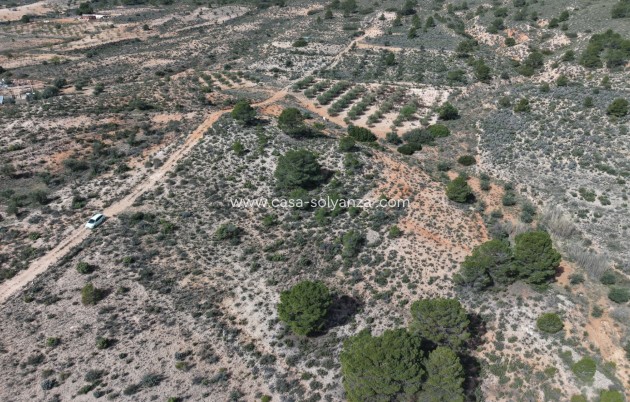 Herverkoop - Land - Yecla