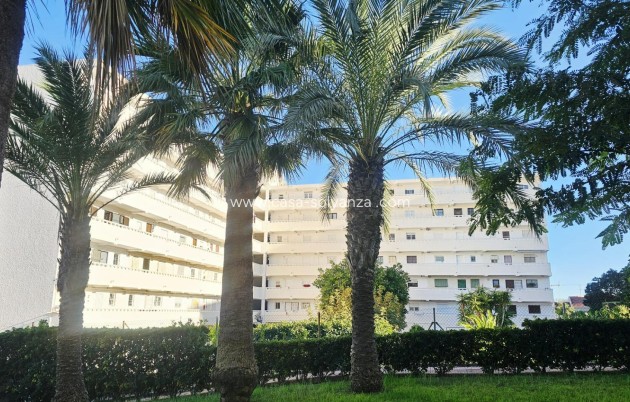 Reventa - Apartamento / piso - Torrevieja - Torreblanca