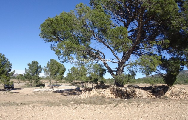 Resale - Land - Yecla - Inland