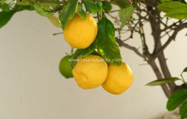 Revente - Villa - Benijofar