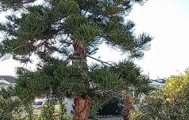 Herverkoop - Villa - Torrevieja - La Siesta