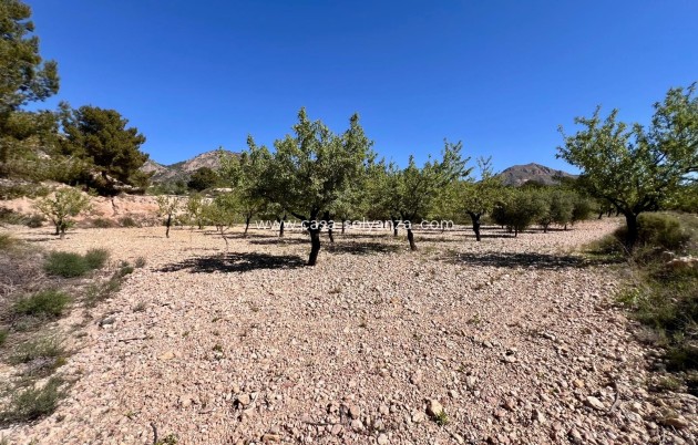 Revente - Country Property/Finca - Barinas - Inland