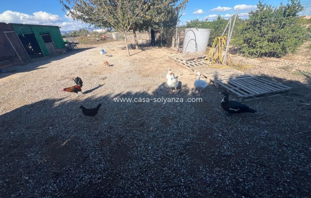 Reventa - Country Property/Finca - Dolores - Comunidad Valenciana
