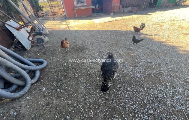 Reventa - Country Property/Finca - Dolores - Comunidad Valenciana