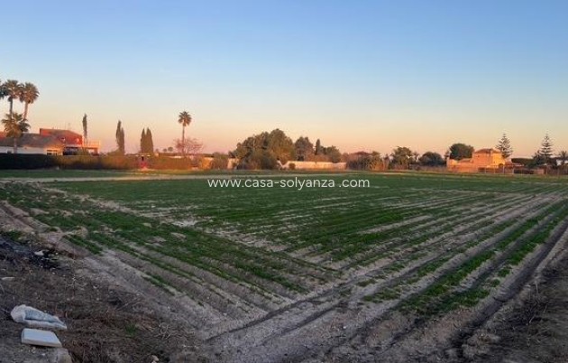 Reventa - Land - Dolores - Comunidad Valenciana