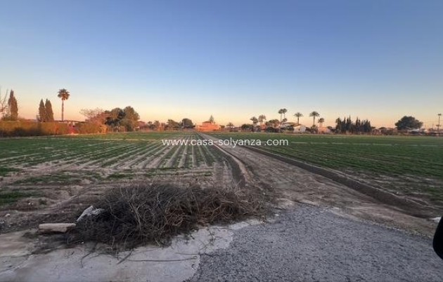 Reventa - Land - Dolores - Comunidad Valenciana