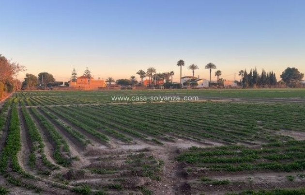 Reventa - Land - Dolores - Comunidad Valenciana