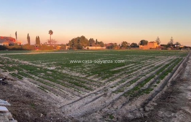 Reventa - Land - Dolores - Comunidad Valenciana