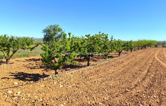 Resale - Country Property/Finca - Yecla - Inland