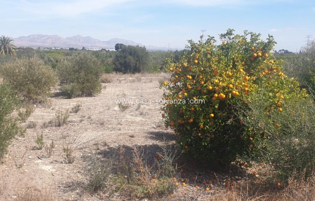 Reventa - Terreno - Benferri - HUERTA PUEBLO
