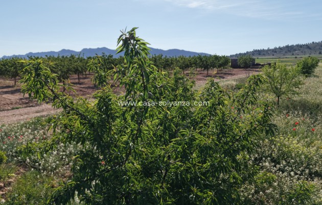 Herverkoop - Land - Yecla - Yecla Murcia