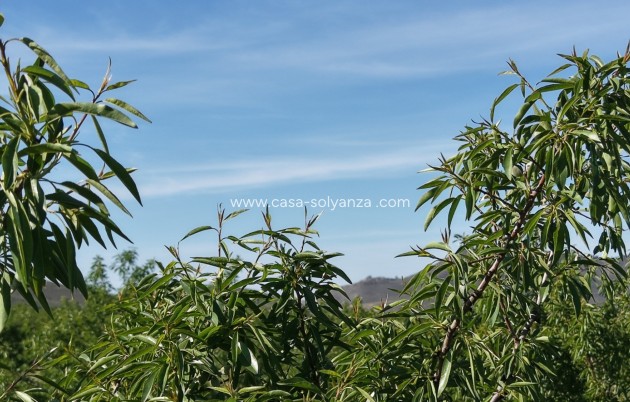 Herverkoop - Land - Yecla - Yecla Murcia