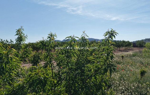 Herverkoop - Land - Yecla - Yecla Murcia