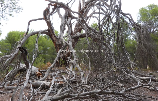 Reventa - Country Property/Finca - Ibi - Ibi - Country