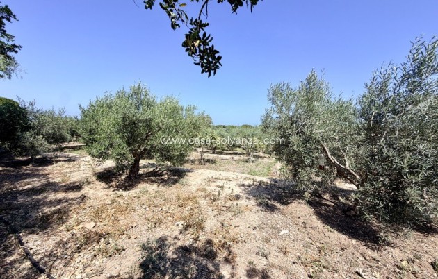 Reventa - Country Property/Finca - La Marina - Costa Blanca