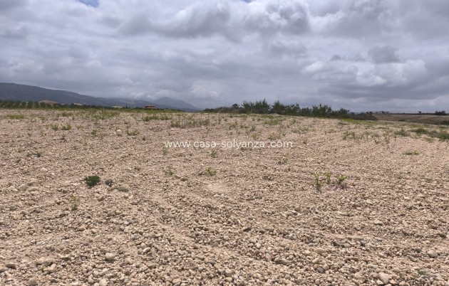 Reventa - Land - Pinoso - Inland